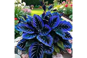 300+Midnight Blue Heart-Shaped Hosta Seeds Outdoor Ornamental Flowers, Thrive in Moist Environments, Stunning Foliage for Gar