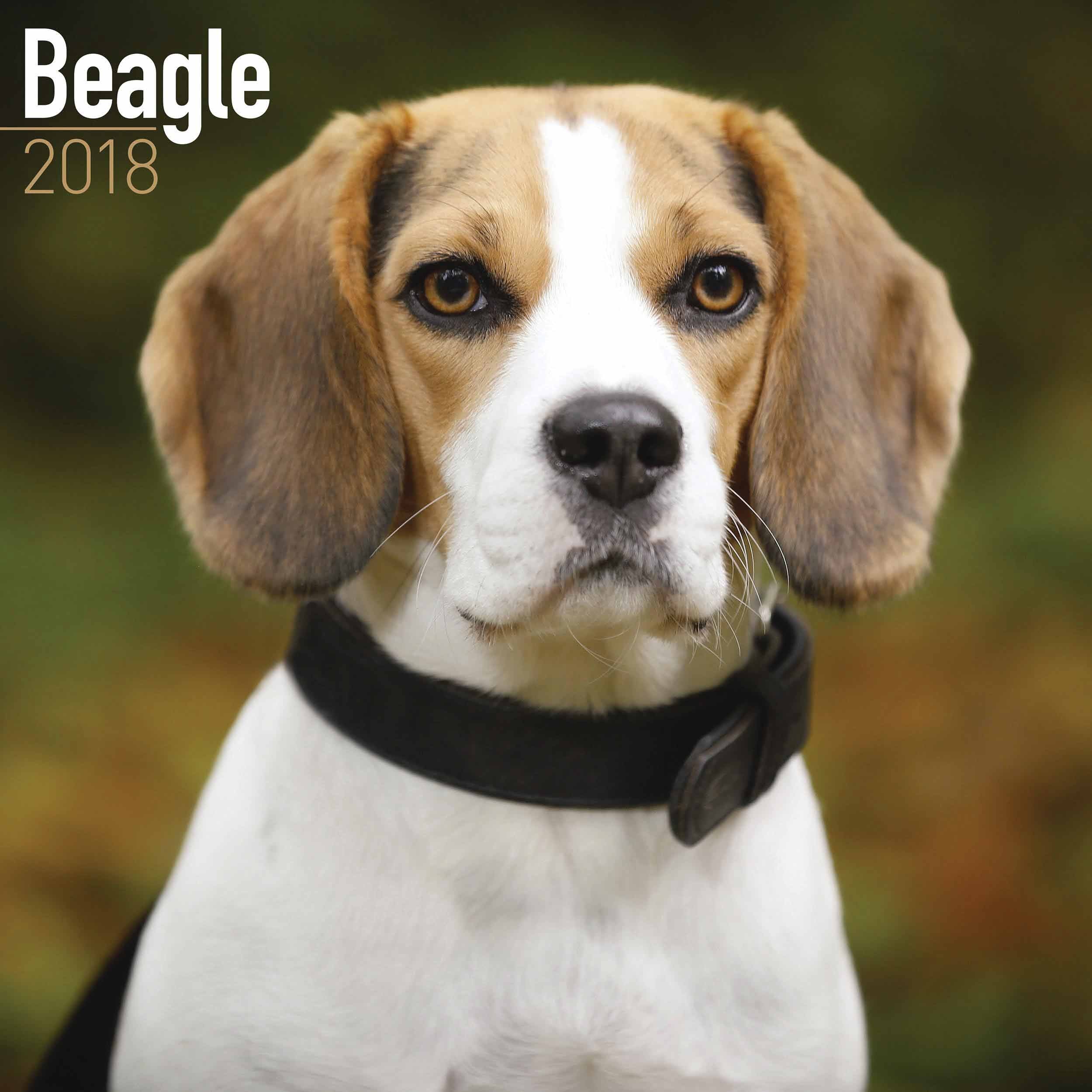 Beagle Calendar 2018