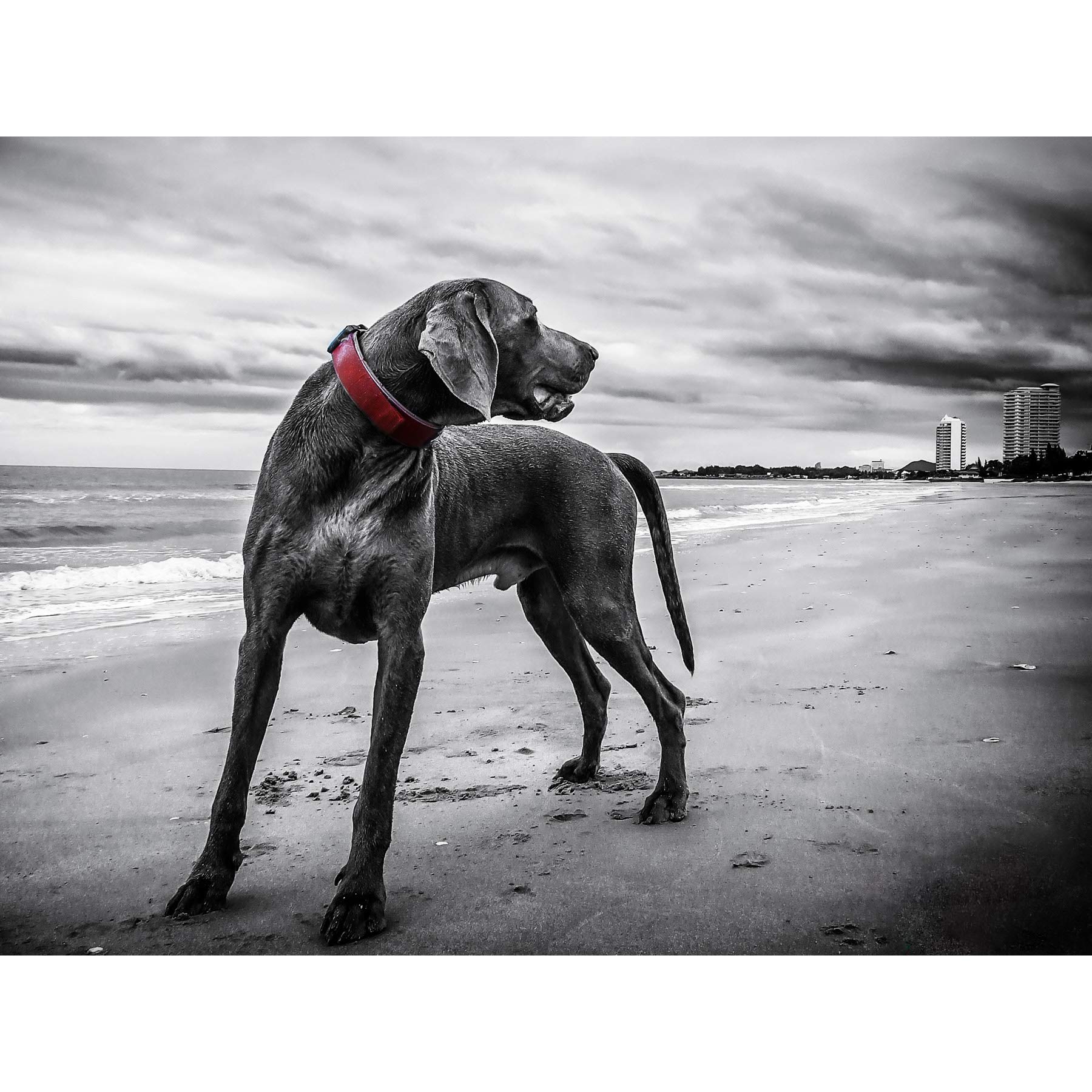 Weimaraner Dog Beach BW Large Canvas Wall Art Print