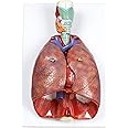 Jackson Global Anatomy Model | Human Respiratory System | Life Size | 7 Removable Parts | Science Education 3D Anatomy Model | Unisex | Adult, Youth | Educators and Students in Science and Medicine
