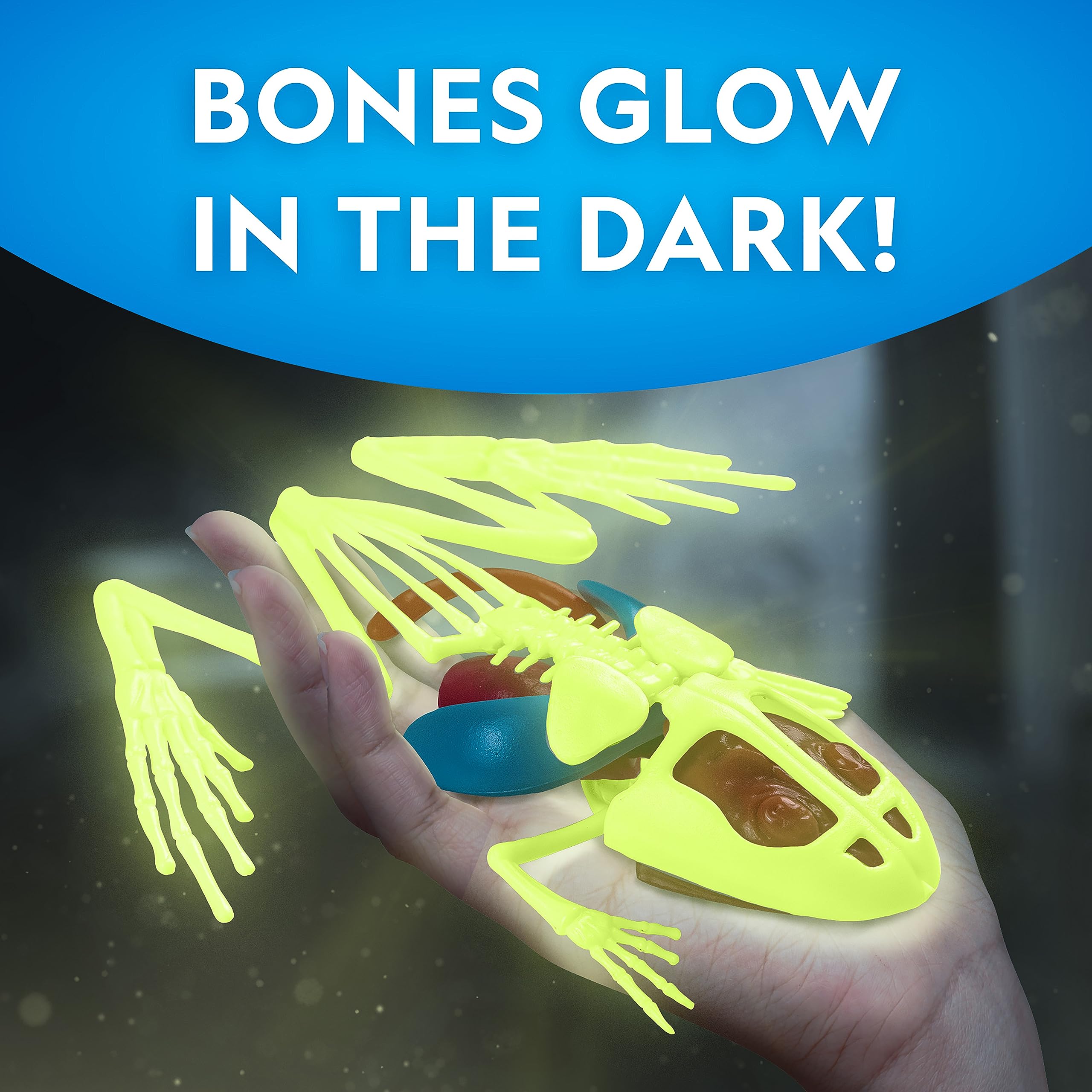 National Geographic Frog Dissection Kit Anatomy Lab - Glow in The Dark Synthetic Frog Dissecting Science Lab for Kids with Tools, Glowing Bones & Realistic Organs, Halloween Activity for Kids