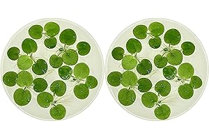 Amazon Frogbit, Limnobium laevigatum, Live Aquarium/Aquatic/Freshwater/Floating/Pond Plant/Planted Tank/Aquascaping/Paludarium by Aquarium Plant Center (12 Plants (36+ Leaves))