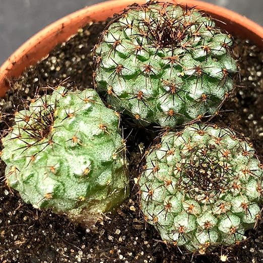 Portal Cool 1053. Frailea Chiquitana Sämling X3 / Planta de ...
