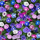 200 pcs Morning Glory Seeds for Planting Non-GMO