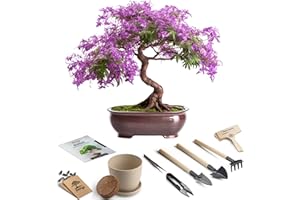 Bonsai Starter Kit – Growing Jacaranda Bonzai Tree from Seeds | Complete Indoor Tree Kit for Growing Plants with Tools & Plan