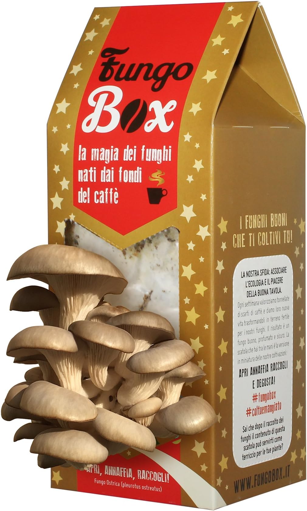 Fungo Box Christmas: Kit for Growing Oyster Mushrooms at Home (Edible and Good), from Coffee Espresso Grounds
