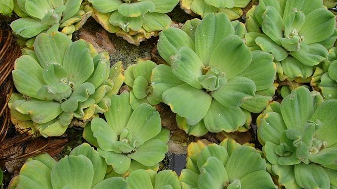 ROYAL PARADISE GARDEN M-Technologies Rare 5 Dwarf Water Lettuce/Cabbage (Pistia stratiotes).