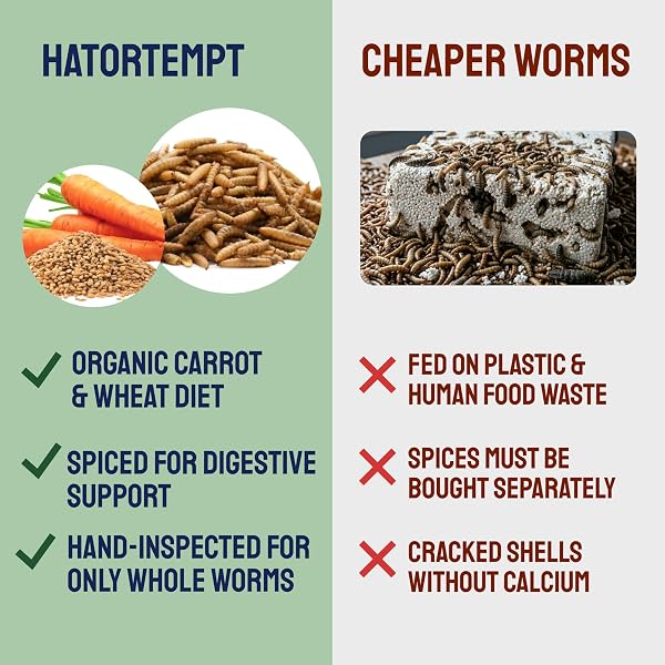HATORTEMPT 10LB BLACK SOLDIER FLY LARVAE CHICKEN FEED WITH DIGESTIVE MIX