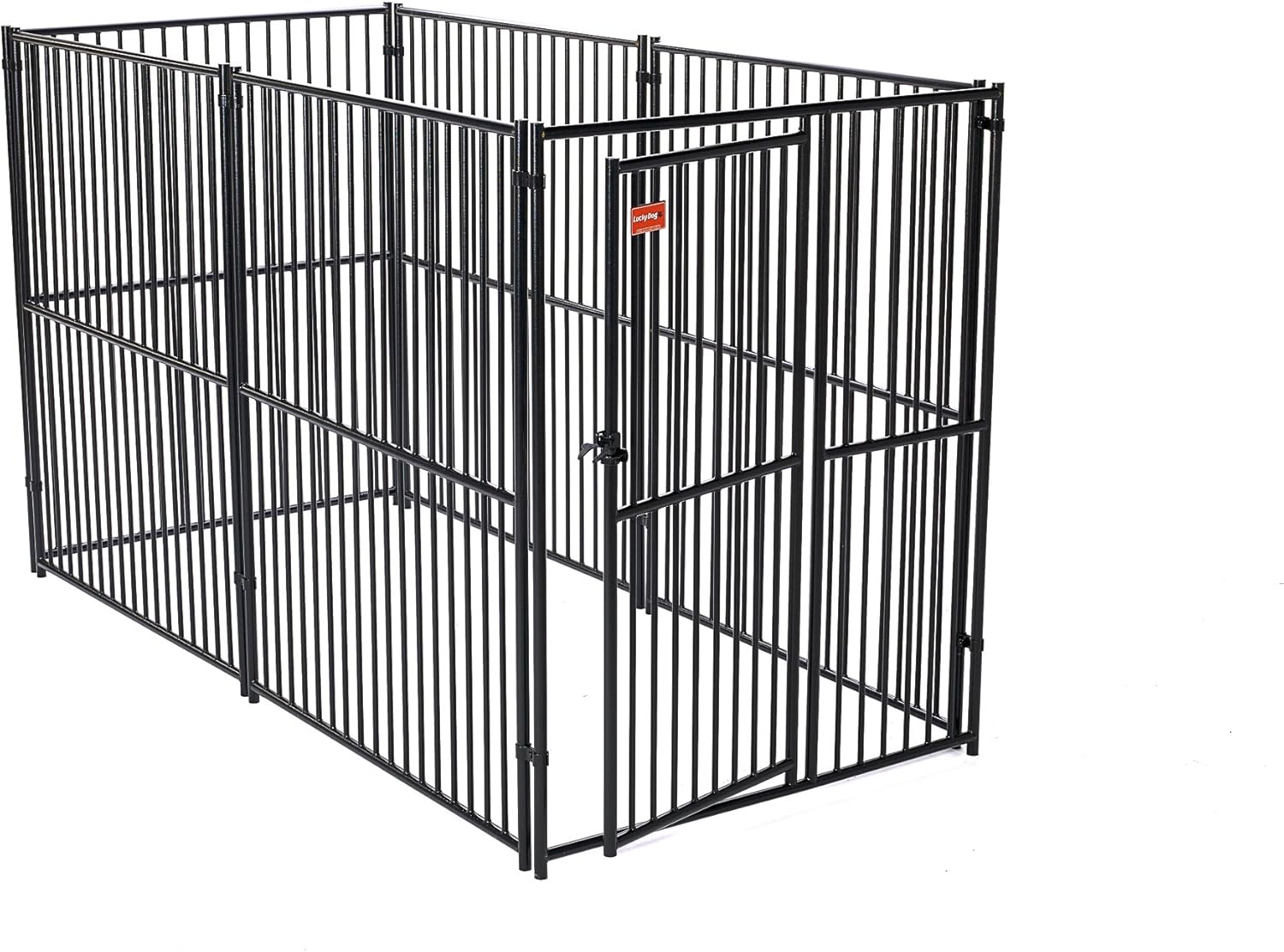 grey chow chow for sale