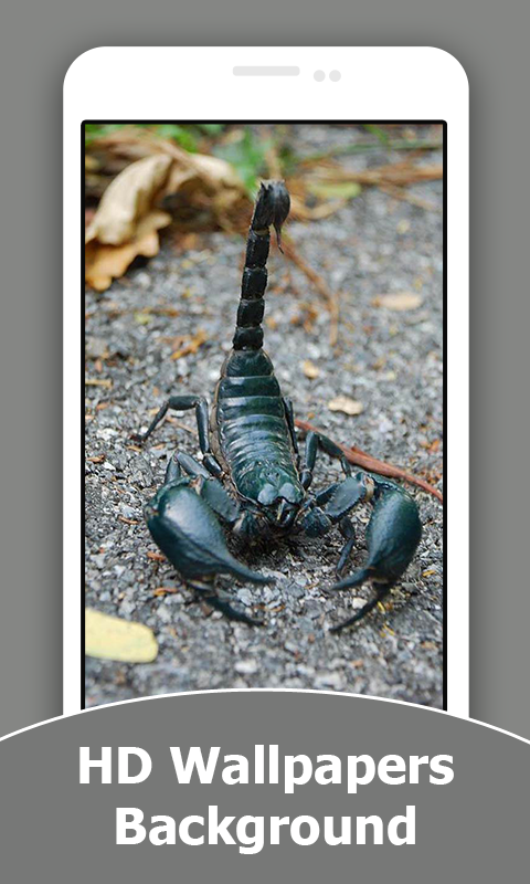 Scorpion HD Wallpapers And Background