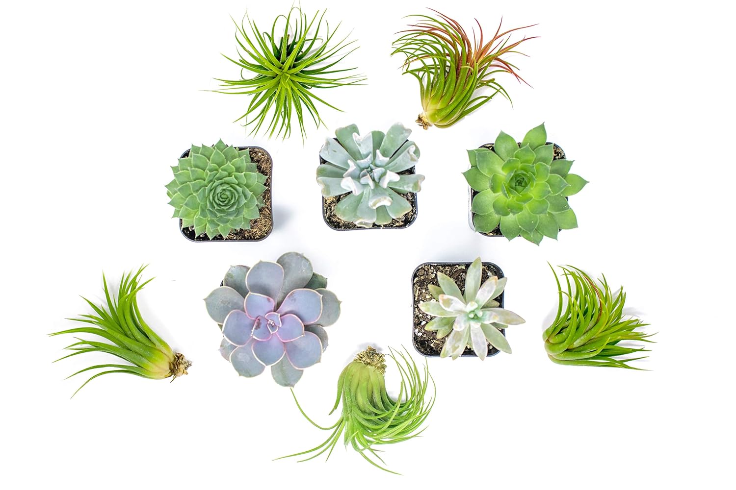 Best Home Decor Air Plants