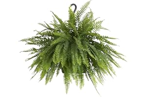 U UNITED NURSERY United Nursery Boston Fern Live Indoor Outdoor Plant Hanging Basket 22-26" inches Wide