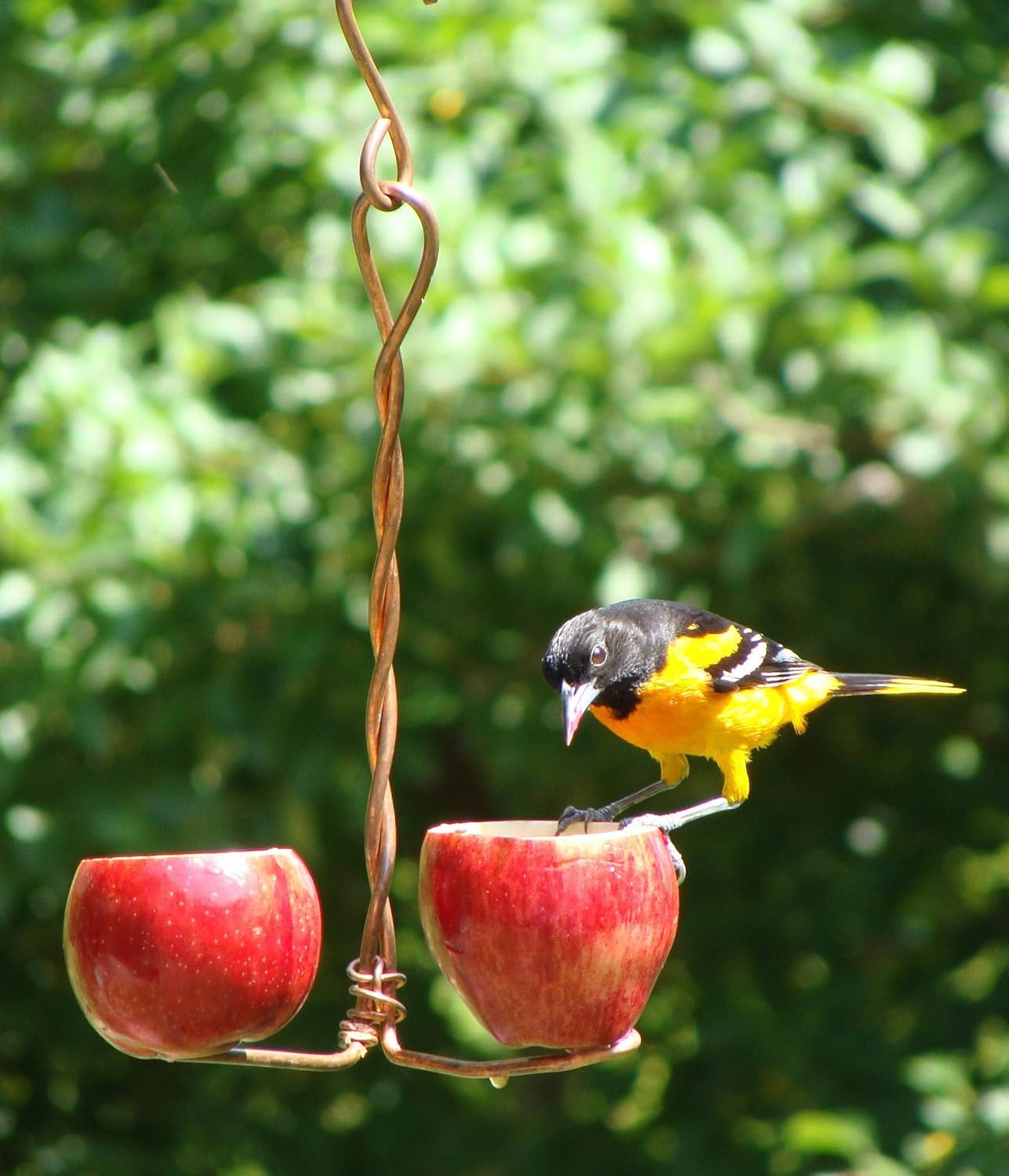 Amazon Com Songbird Essentials Sehhdbap Double Fruit Feeder Set