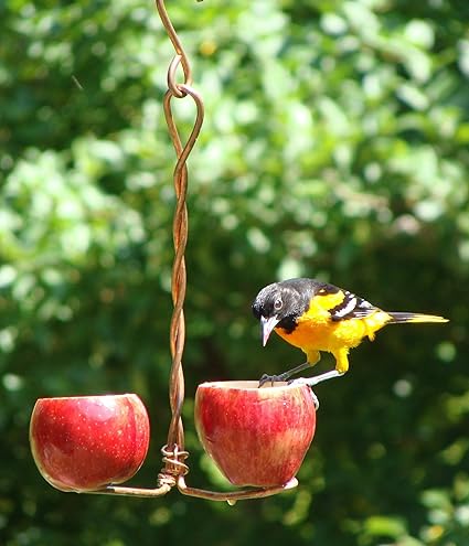 Amazon Com Songbird Essentials Sehhdbap Double Fruit Feeder Set