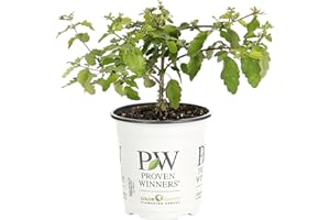 PROVEN WINNERS Sunshine Blue II Bluebeard (Caryopteris) Live Shrub, Blue Flowers and Bright Yellow Foliage, 4.5 in. Quart