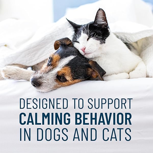 NUTRAMAX SOLLIQUIN CALMING BEHAVIORAL HEALTH SUPPLEMENT FOR SMALL TO MEDIUM DOGS AND CATS – WITH L-THEANINE, MAGNOLIA / PHELLODENDRON, AND WHEY PROTEIN CONCENTRATE, 75 SOFT CHEWS