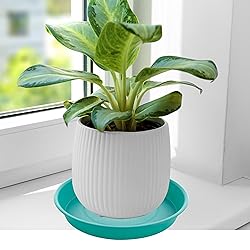 Bleuhome 6 Pack of 8 inch Plant Saucer