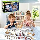 4D Vision Dog Anatomy Model, 34 Removable Parts, Detailed Display Model | Realistic canine design with 34 removable components for detailed examination, assembly, and display