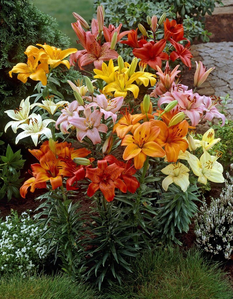 Bloomsz Asiatic Lily Bulb Mixture - (6 pack)