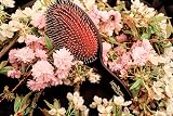 Mason Pearson Large Bristle Nylon Hair Brush Dark Ruby Pneumatic Cushion view 8