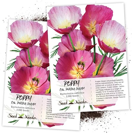 Amazon Com Seed Needs Purple Gleam California Poppy