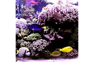 Peaceful Aquariums