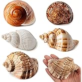 WeDoSoy 5PCS Large Hermit Crab Shells 2.8"-4" Seashells, Opening 1.5"-2.5" | Natural Sea Conch Shell, Growth Turbo Shells for Hermit Crab Accessories, Large Sea Shells and Beach Decorations
