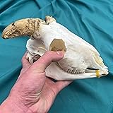 CLLOEAT Wholesale 1/2/3/5/10 pcs Taxidermy Real