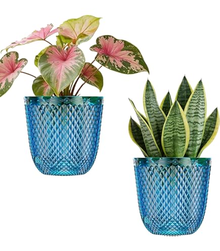 Amazon.com : Self Watering Ceramic Planter Set  6" Tall & 6 Wide Pots for  Boho Indoor Plant Pots with Drainage, Modern Minimalist Home Decor for  Snake Plant, Pothos, Succulents, Herbs :