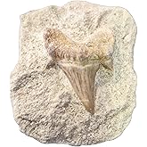 Real Shark Tooth Authentic Fossil in Stone | Great White Shark Tooth Fossil for Kids Education and DIY Crafts &ndash; 1 Piece Shark Teeth