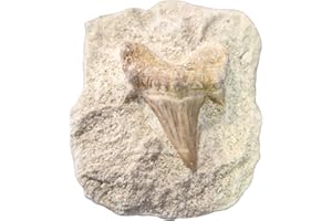 Amazing Gemstone Real Shark Tooth Authentic Fossil in Stone – Great White Shark Tooth Fossil for Kids Education and DIY Crafts – 1 Piece Shark Teeth