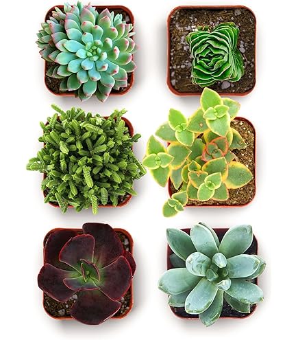 baby toe succulent Fenestraria Baby Toes