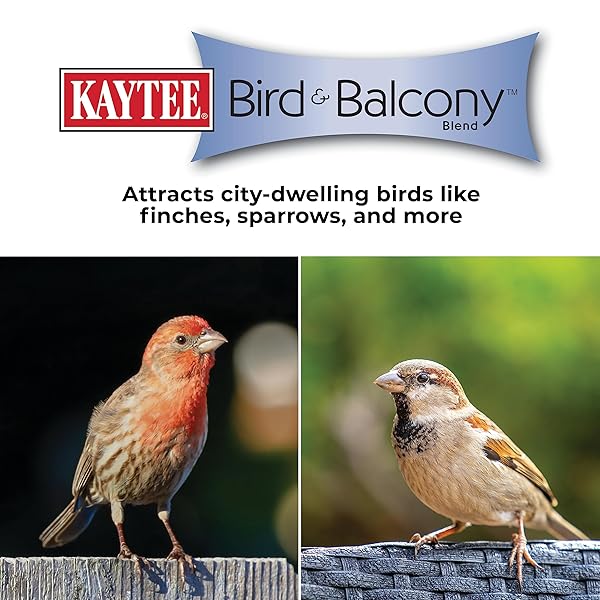 KAYTEE BIRD & BALCONY WILD BIRD FOOD NO MESS SEED BLEND FOR CITY DWELLING BIRDS LIKE FINCHES, SPARROWS, MOURNING DOVES AND MORE, 5 LB
