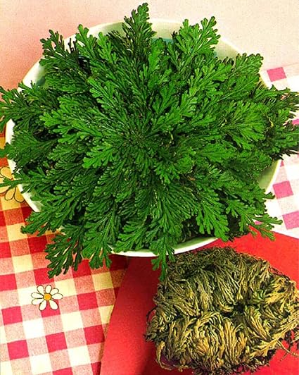 Rose Of Jericho Amazon Co Uk Kitchen Home