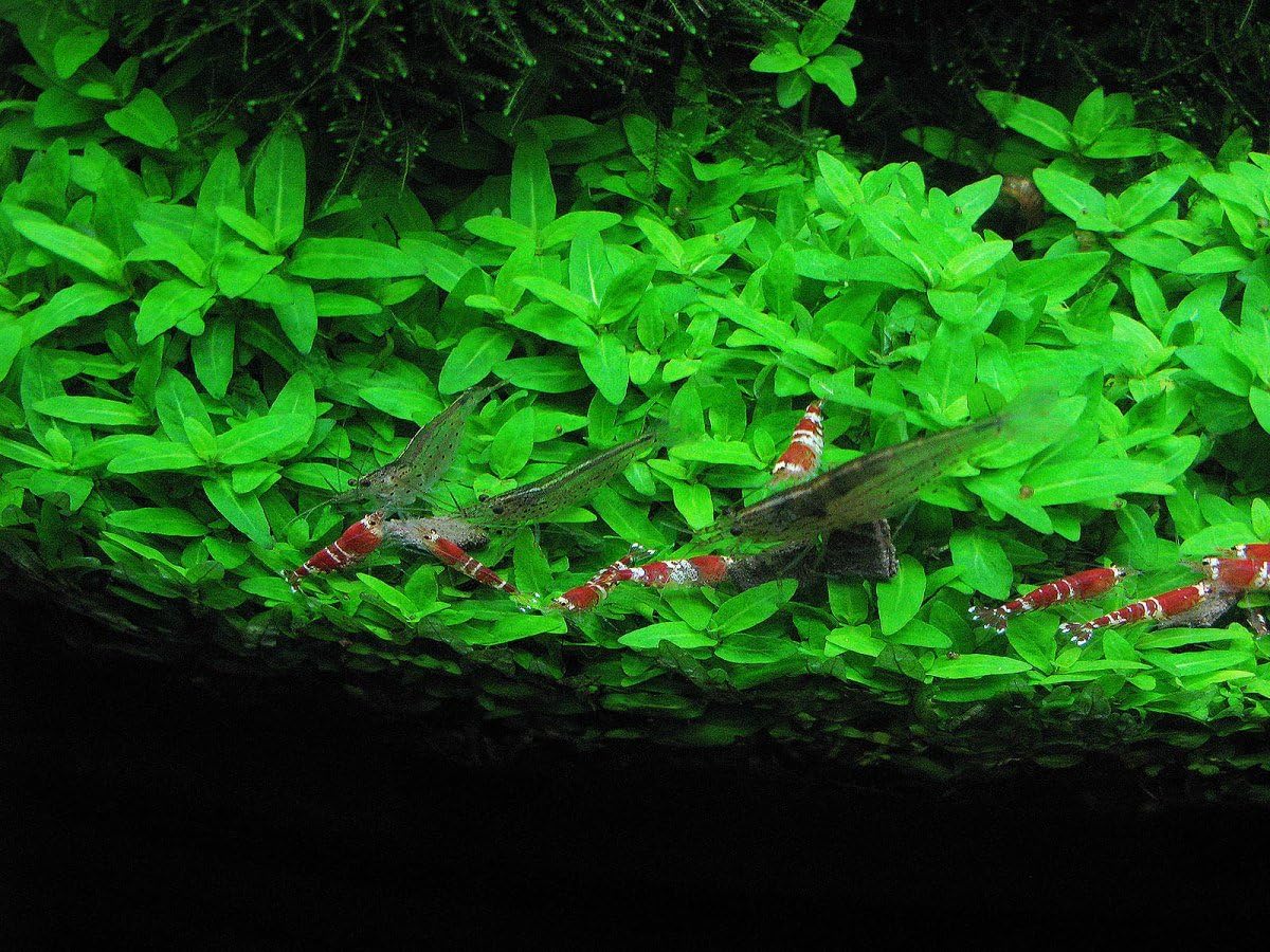 Best low light aquarium plants carpet