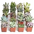 Shop Succulents Unique Succulent Plant Pack Collection - Live Mini Succulent Plants, Low Maintenance, Exceptional Colors & Textures - Wedding and Party Favors, Gift & Garden, Pack of 20