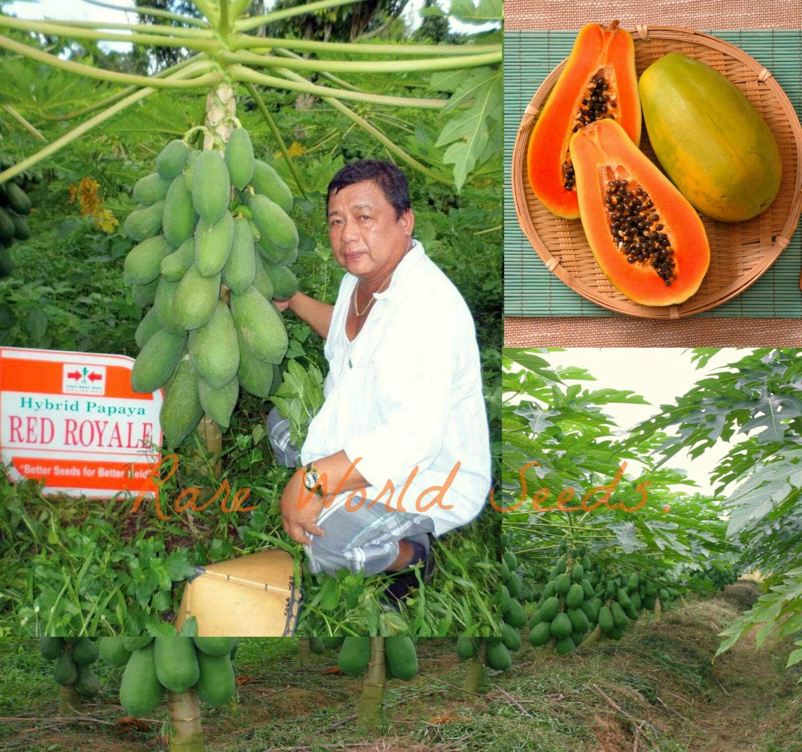 Seeds PACAKGE ONLY NOT Plants: Carica Papaya Red Royale Fruits ested Months from Seedsing! Seeds