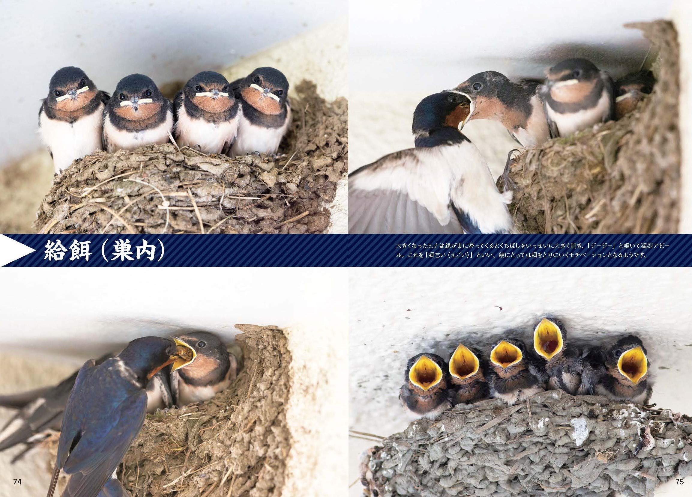 最大63 オフ 世界の民話9 足のおれたツバメ 他 シミ有 Jazk Www Gynecologistbrooklyn Com