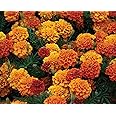 Burpee Triple Treat Marigold Seeds 50 seeds