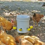 Whimsii 4pk Automatic Chicken Water Cups Anti-Leak Float Valve Poultry Drinker view 2