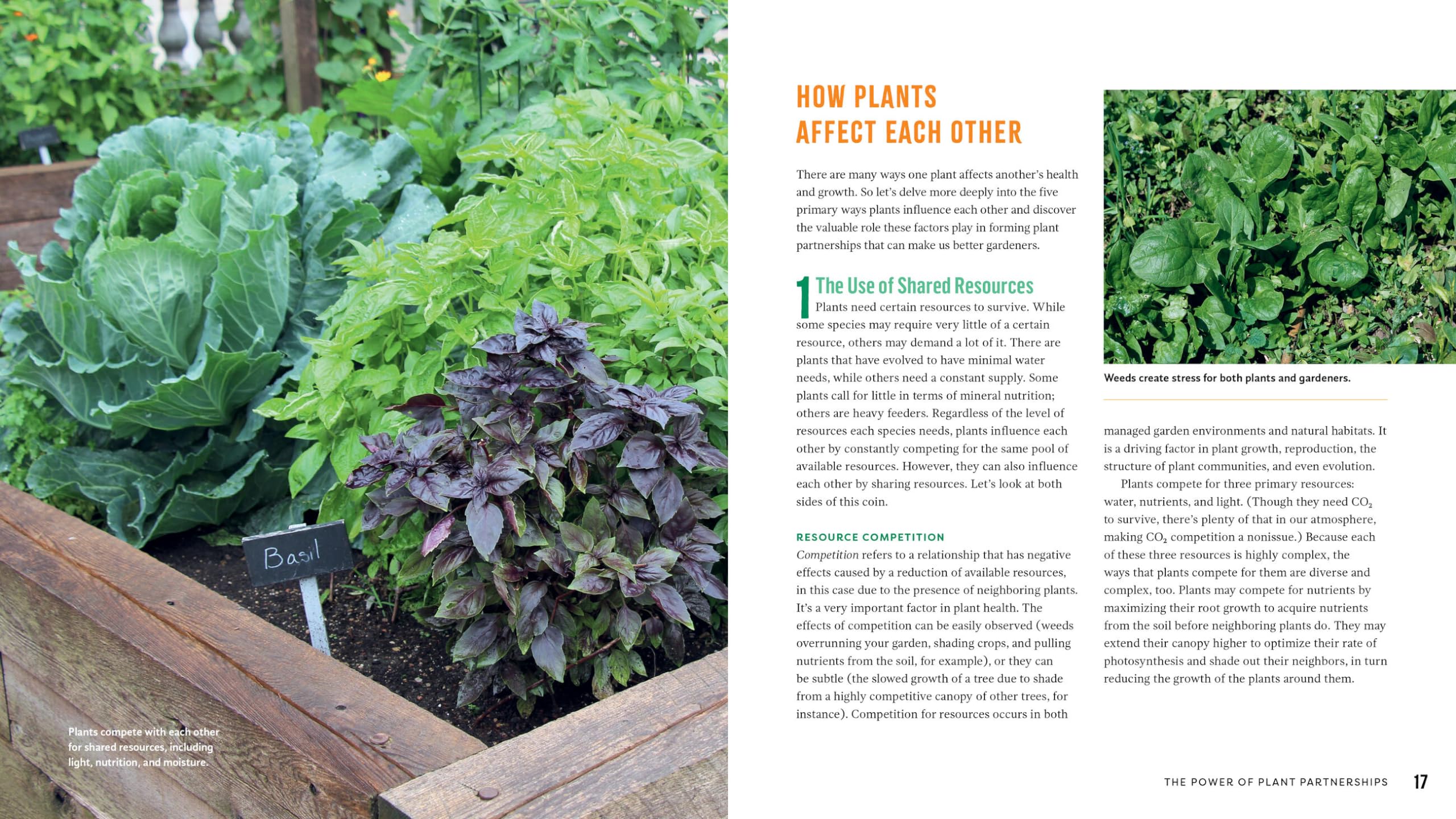 Plant Partners: Science-Based Companion Planting Strategies for the Vegetable Garden