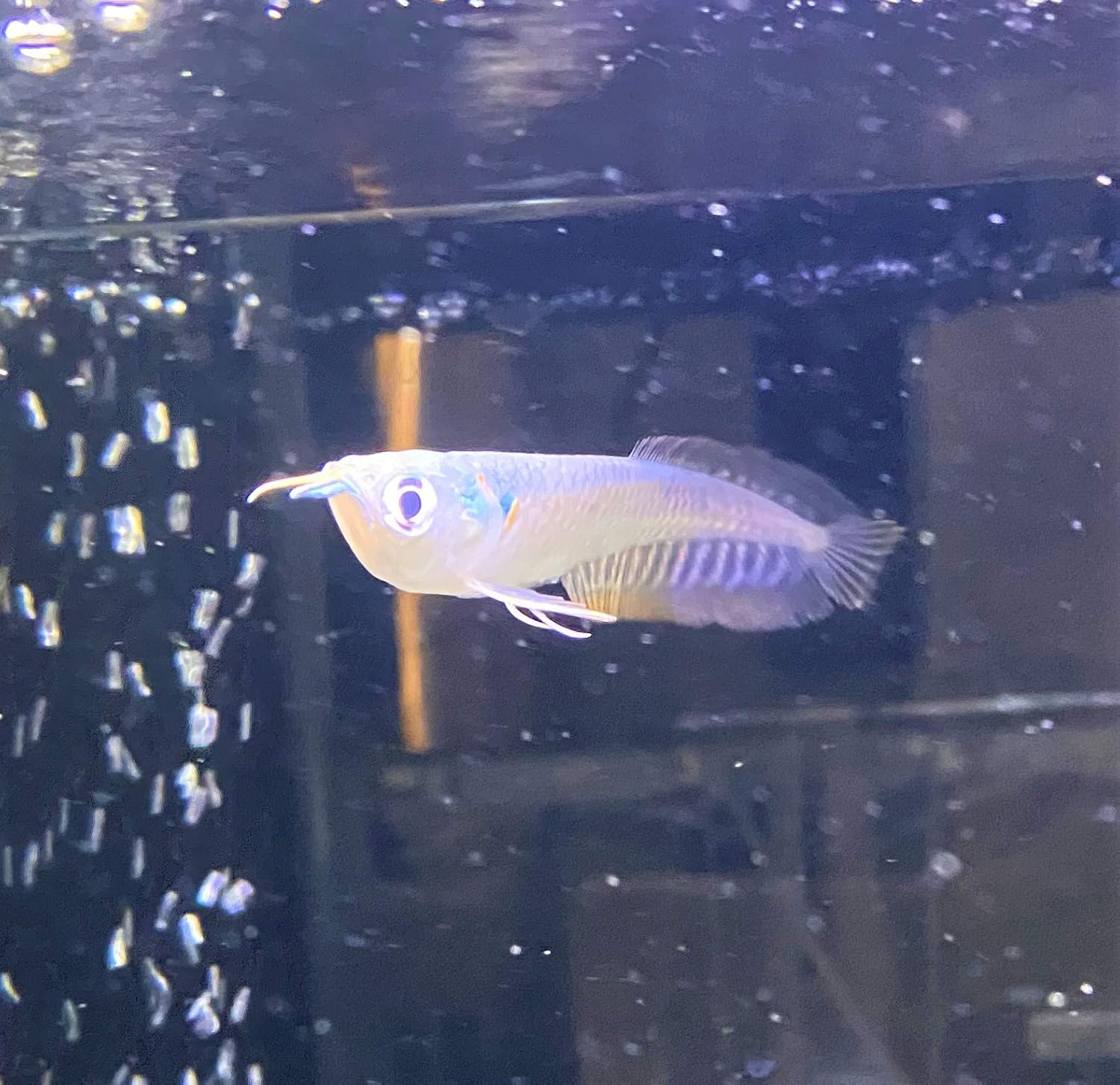 Amazon 熱帯魚 シルバーアロワナ 8 10cm 東京倉庫出荷 アクアショップピラルク 観賞魚 水中生物 通販