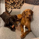 Nylabone Dura Chew Extreme Large Bacon and Chicken Dog Chew Toys view 3