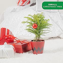 Costa Farms Live Christmas Tree, Small Norfolk Pine