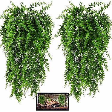 is an aloe plant a succulent Buy Aloe Vera Plant Online |Succulents for Sale |Buy Succulents Online