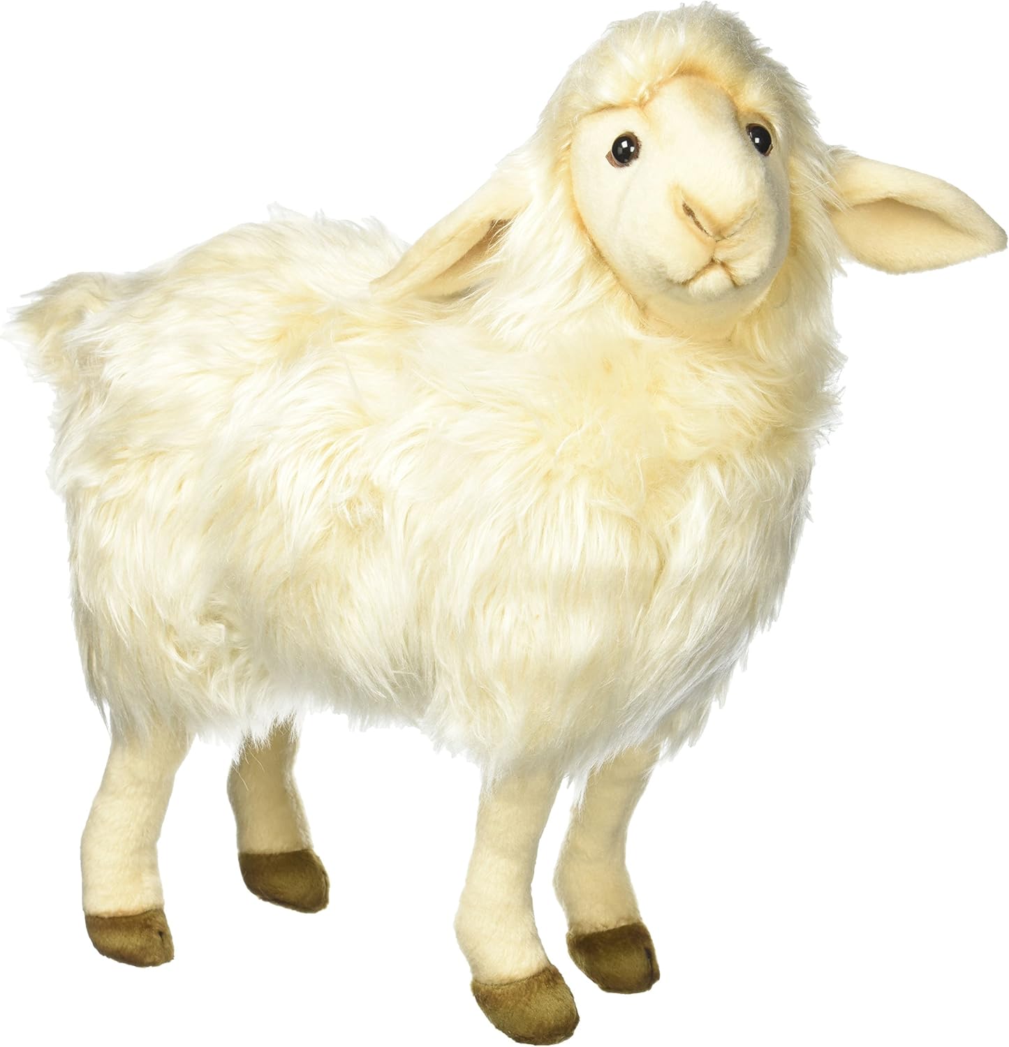 hansa sheep