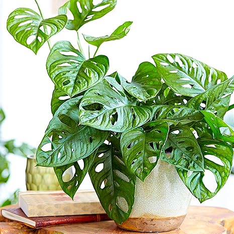 Stunning 1 X Monstera Obliqua Monkey Leaf Indoor Houseplant 20 30cm With Pot Amazon Co Uk Garden Outdoors