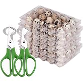 Quail Egg Cartons,15 Grids Small Egg Storage Holders,Quail Eggs Bulk Carton Trays &amp; 2PCS Stainless Steel Cutter