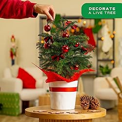 Costa Farms Live Christmas Tree, Medium Norfolk