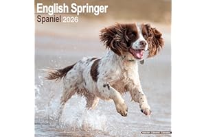 English Springer Spaniel 2026 Calendar | Square Wall Calendar | Dog Breed Gift | Plastic Free Packaging | by Avonside Publishing